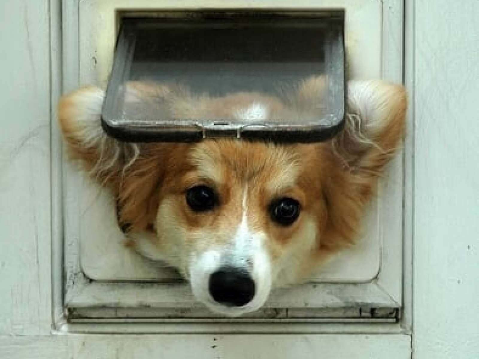 Win a pet door!